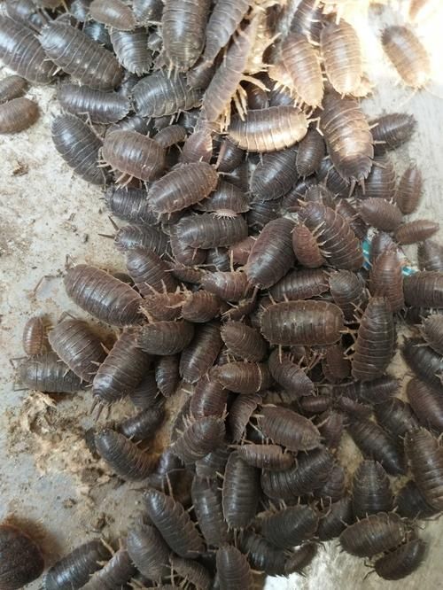 第十五天-爬虫项目实战